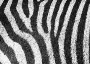 Zebra Pattern A 1528